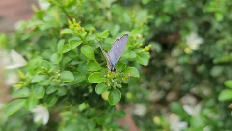 Macro of Plains Cupid Butterfly with Open Wings on Orange Jasmine 库存影片 337546851