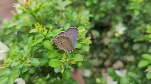 Macro of Plains Cupid Butterfly Perched on Orange Jasmine Leaves 库存影片 337546857