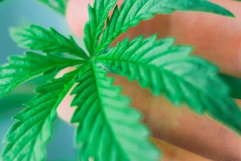 Macro plan hands on a man A beautiful sheet of cannabis, marijuana, herb conc Foto stock