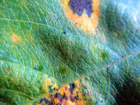 Macro plan leaf. Green floral close up background with nature details. Stock Photos