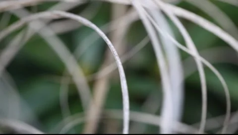 Macro Plant 01 Video stock 2228866