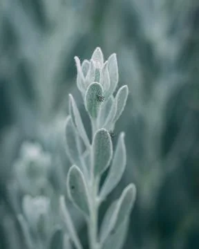 Macro plant with bugs Stock-Fotos
