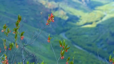 Macro plant distant Lower Waimea River Canyon Kauai Hawaii Stock Footage 81772924