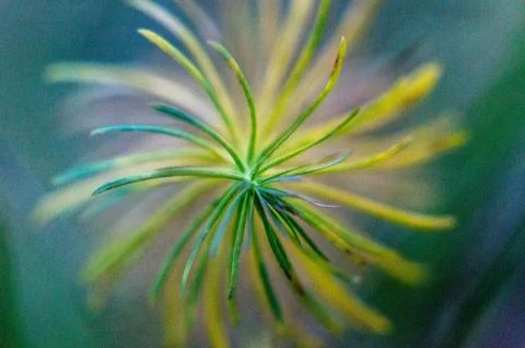 Macro from a plant Stock Photos