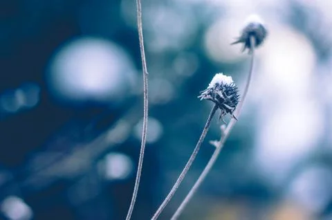 Macro of a plant Stock Photos
