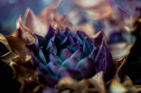 Macro of a plant Stock Photos