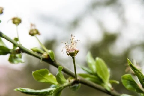 Macro plant Stock Photos