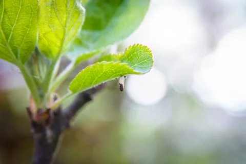 Macro plant Stock Photos