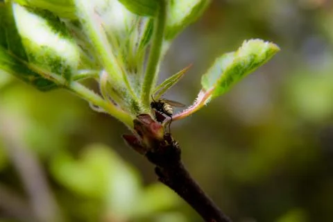 Macro plant Stock Photos