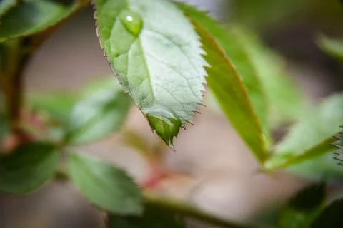 Macro plant Stock Photos