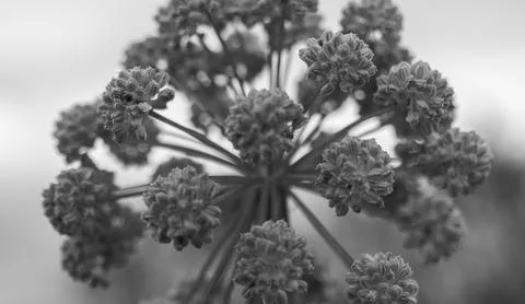 Macro plant Stock Photos