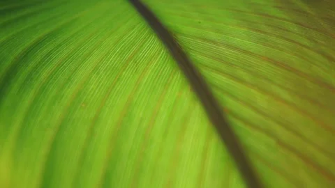 Macro Plant Texture And Nature Pattern Of Leaf, Closeup Stock Footage 313534512