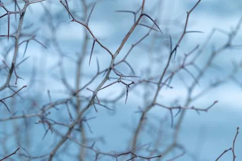 Macro plant thorns pattern against pale background, tangled twig lattice crea Stock Photos