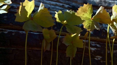 Macro plants and log in forest meadow Mt. Hood Spring Forest Oregon Cascade Stock Footage 81773649