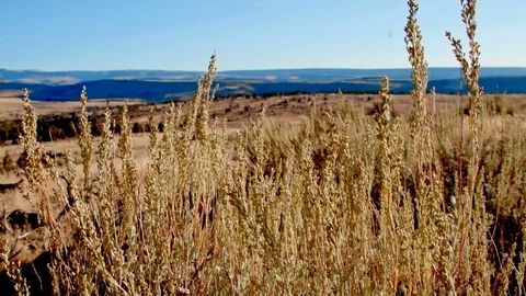Macro plants and view Kiger Lookout Diamond Steens Mountain Near Malhuer Video stock 81772987