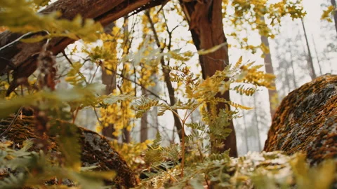 Macro of plants at autumn forest Stock Footage 138322688