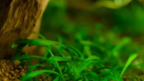 Macro: Plants Stock Footage 119227555