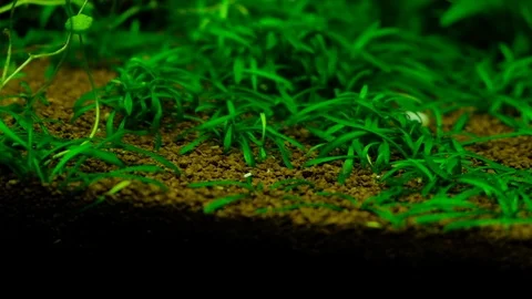 Macro: Plants Video stock 119227871