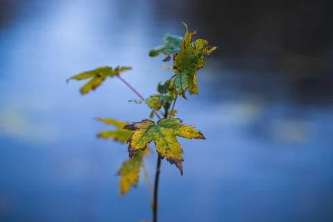 Macro plants in nature Stock Photos