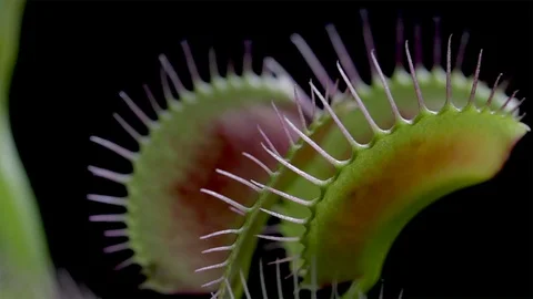 Macro plants Venus Fly Trap leaves. Close up of plants. Thorny leaves and pods . Video stock 97069127
