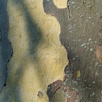 Macro of Platane Tree Bark with Yellow and Dark Green Patterns and Shadow Play 스톡 사진