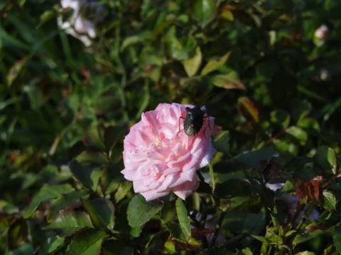 Macro poisonous bug bug on a rose petal Stock Photos