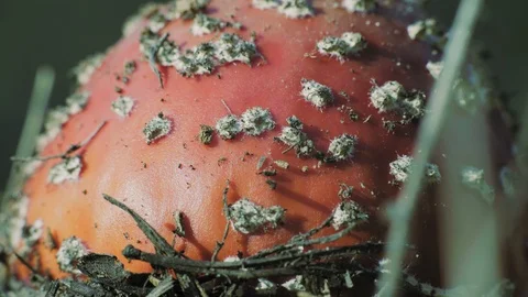 Macro On Poisonous Mushroom Surface Crawling Small Insect Stock Footage 97652649