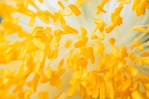 Macro pollen background Stock Photos