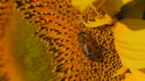 Macro Pollen Bee Collects Nectar from Young Sunflower Stock Footage 113759146