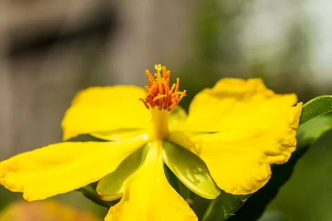 Macro pollen Stock Photos