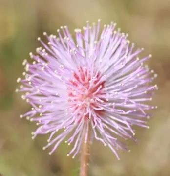 Macro pollen of pink flower ,sensitive plant, mimosa Stock Photos