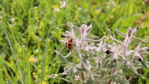 Macro of Pollinating Bee on Spring Wild Plant Frames per Second Stock Footage 308386636
