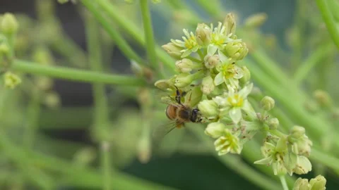 Macro Pollinator Bee Visiting Avocado Flowers in a Sustainable Farm Vídeo Stock 346510070