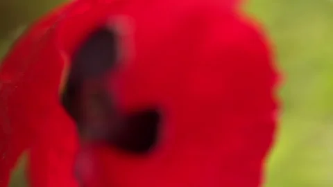 Macro poppy flower head. Close-up soft focus nature vertical video Stock Footage 176896031