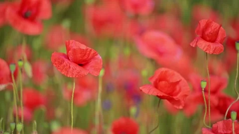 Macro poppy flowers move in warm daylight. Stock Footage 316420927