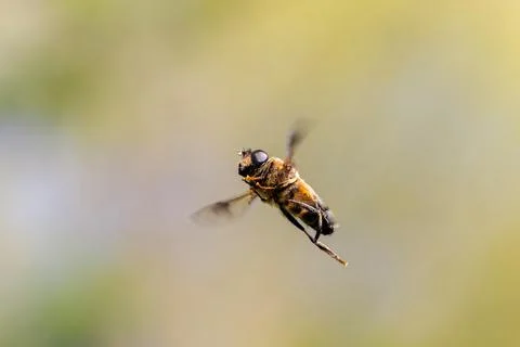 A macro portrait from below of an eristalis tenax or common drone fly hoverin Stock Photos