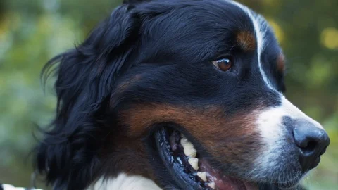 Macro portrait of big dog looking aside outdoors  green defocused background. Stock Footage 120008029