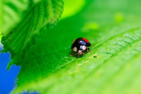A macro portrait of a black ladybug or coccinellidae with red spots, walkin.. Stock Photos