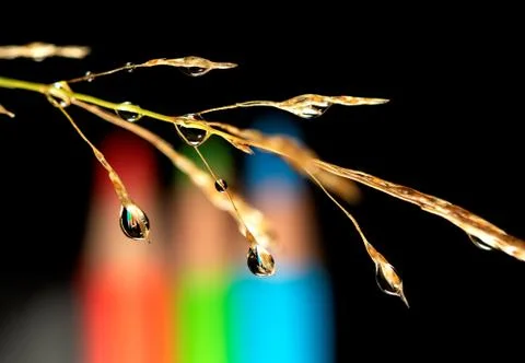 A macro portrait of a blade of grass with multiple dew drops hanging from it. Stock Photos