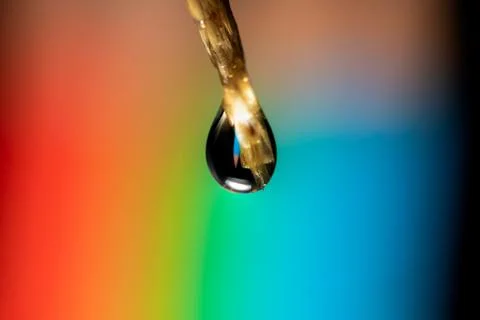 A macro portrait of a blade of grass with a single dew droplets hanging from  Stock Photos