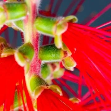 Macro Portrait of a blooming  Bottlebrush Plan Stock Photos