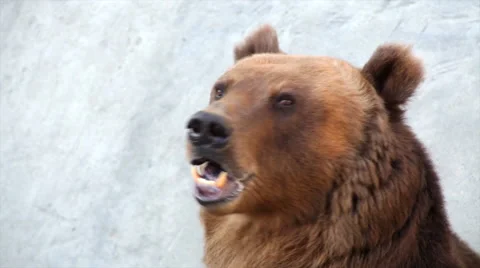 Macro portrait of a brown bear female. Vídeos de archivo 45388154