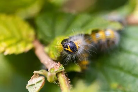 Macro portrait of a buff-tip caterpillar sitting on a leaf of a hazelnut tree Stock Photos