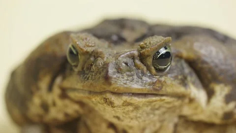 Macro portrait Cane Toad, Bufo marinus, sitting on a beige background in the Stock Footage 159013014