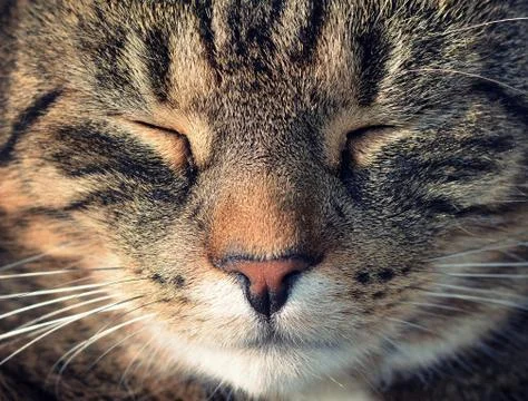 Macro portrait cat Stock Photos