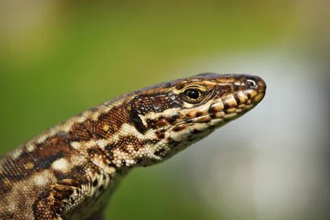 Macro portrait of common wall lizard ( Podarcis muralis ) over out of focus b Stock Photos