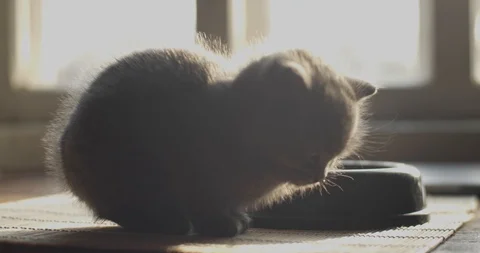 Macro portrait of cute kitten resting after morning feeding in sunny rays indoor Stock Footage 120599450