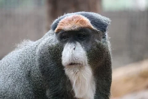 Macro portrait of the De Brazza's monkey looking to the side Foto stock