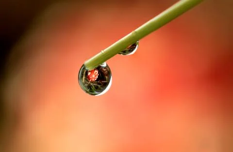 A macro portrait of a few water droplets hanging on a blade of grass. In the  Foto stock