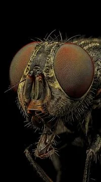 Macro Portrait of a Fly with Detailed Compound Eyes Stock Illustration